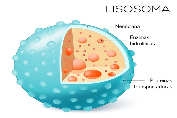 Caracteristicas De Los Lisosomas?